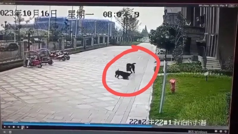 基本常识｜执法不严是恶犬伤人的根本原因